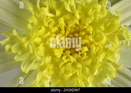 Vista macro dalla parte superiore del centro della margherita al limone Foto Stock