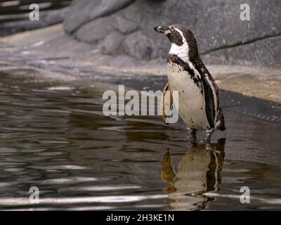 Primo piano pinguino africano (Spheniscus demersus) in piedi i piedi in acqua Foto Stock
