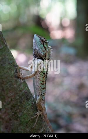 Bella lucertola crestata sul ramo d'albero Foto Stock