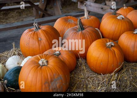 Cookham, Berkshire, Regno Unito. 29 ottobre 2021. Nonostante la pioggia e il vento, i bambini e le loro famiglie stavano godendo le vacanze scolastiche preparandosi per Halloween raccogliendo le zucche coltivate alla fattoria Copas a Cookham, Berkshire. 25,000 zucche sono state coltivate in azienda quest'anno per la prima volta. Credit: Maureen McLean/Alamy Live News Foto Stock