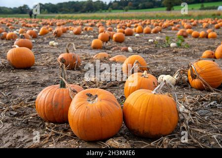 Cookham, Berkshire, Regno Unito. 29 ottobre 2021. Nonostante la pioggia e il vento, i bambini e le loro famiglie stavano godendo le vacanze scolastiche preparandosi per Halloween raccogliendo le zucche coltivate alla fattoria Copas a Cookham, Berkshire. 25,000 zucche sono state coltivate in azienda quest'anno per la prima volta. Credit: Maureen McLean/Alamy Live News Foto Stock