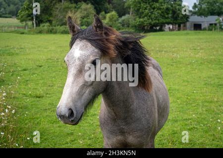 Ritratto di un cavallo giovane in un campo Foto Stock