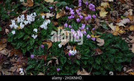 Primo piano del ciclamino a bassa crescita erifolio visto fiorire in autunno. Foto Stock