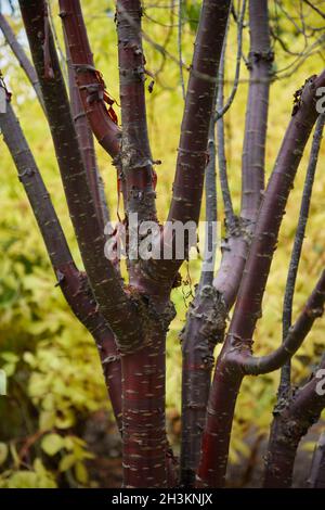 Primo piano della colorata corteccia di mogano di Prunus serrola Foto Stock