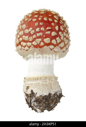Red fly agaric fungo isolato su sfondo bianco. Vista ravvicinata. Foto Stock