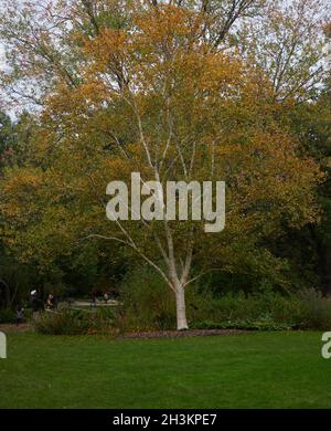 Betula ermanii Greyswood Hill visto nel mese di ottobre con foglie d'oro autunno. Foto Stock