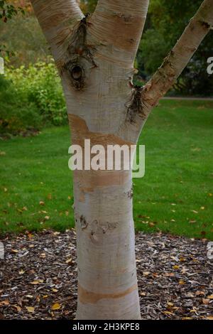 Corteccia colorata di Betula ermanii Greyswood Hill visto nel mese di ottobre. Foto Stock