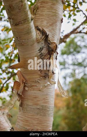 Corteccia colorata di Betula ermanii Greyswood Hill visto nel mese di ottobre. Foto Stock