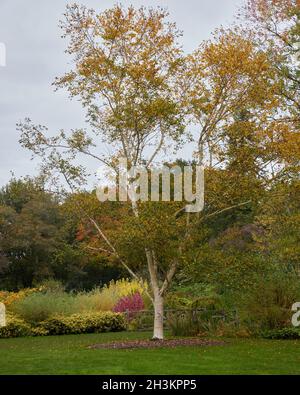 Betula ermanii Greyswood Hill visto nel mese di ottobre con foglie d'oro autunno. Foto Stock