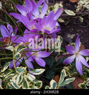 Close up of Colchicum cilicicum flowers in October. Foto Stock