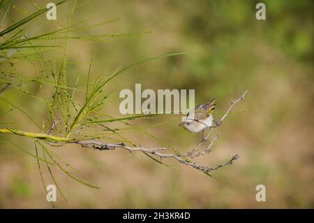 Un singolo honeyeater rufous-throated arroccato inquisitivamente su un ramo di cespuglio di spina nel paese del canale di Outback Queensland in Australia. Foto Stock