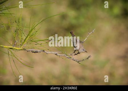 Un singolo honeyeater rufous-throated arroccato inquisitivamente su un ramo di cespuglio di spina nel paese del canale di Outback Queensland in Australia. Foto Stock