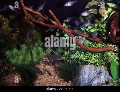 Fantoccio nero tetra, Hyphessobrycon megalopterus Foto Stock