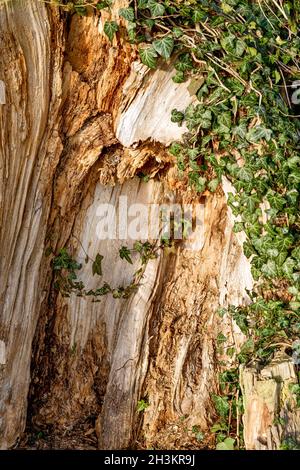 Vecchio albero con muschio sulle radici nella foresta autunnale Foto Stock