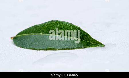 Verde singolo curry lasciare isolato su sfondo bianco Foto Stock