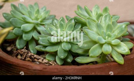 Piante succulente verde pianta fantasma viola in vaso di argilla, fuoco selettivo morbido, immagine macro. Foto Stock