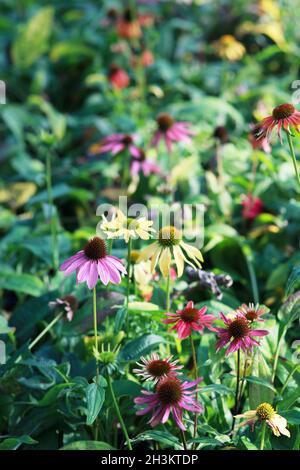 Echinacea fiore redconeflower per insetti e Bee amichevole giardino Foto Stock