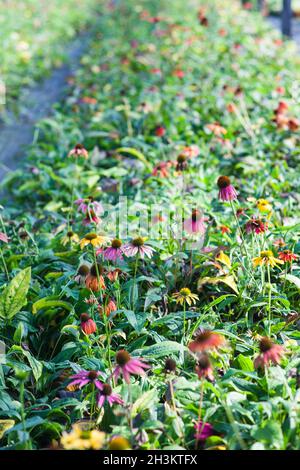 Echinacea fiore redconeflower per insetti e Bee amichevole giardino Foto Stock