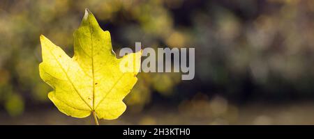 Banner in acero giallo in mano con sfondo sfocato per il testo Foto Stock