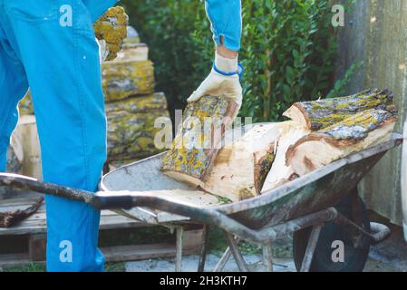 Uomo accatastando legna da ardere, preparando per riscaldare la casa. Raccolta di legna da fuoco per l'inverno o falò. L'uomo tiene in mano il legno da fuoco. Foto Stock