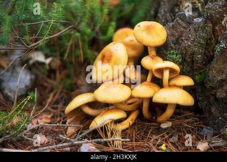 Gruppo di funghi bellissimi, miele agarics kuehneromyces mutabilis in foresta estiva selvaggia. Foto Stock