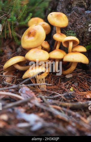 Gruppo di funghi bellissimi, miele agarics kuehneromyces mutabilis in foresta estiva selvaggia. Foto Stock