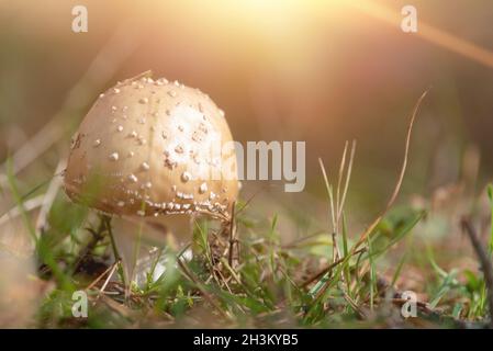 Amanita Pantherina, chiamata anche cappuccio di pantera , nella foresta. Foto Stock