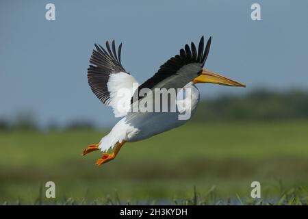 White American Pelican (Pelecanus erythrorhynchos) Foto Stock