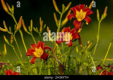 Il giglio di giorno d'arancia (Hemerocallis fulva) Foto Stock