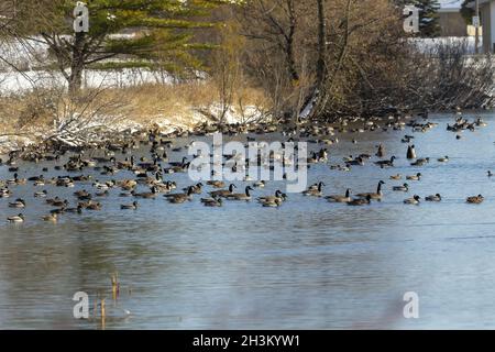 Anatre e oche sul fiume Foto Stock