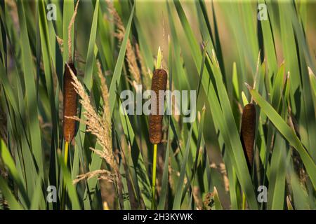 Crataglia a foglie larghe (Typha latifolia) Foto Stock