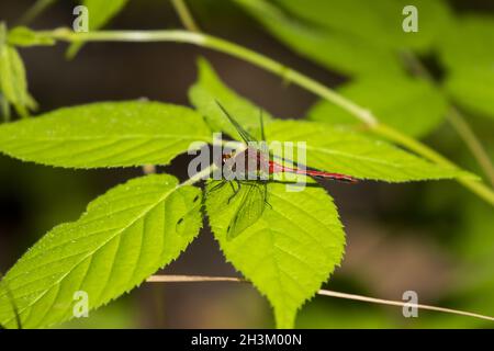 Darner verde comune (Anax junius) sul fiore Foto Stock