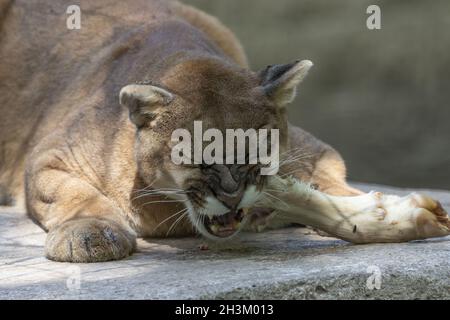 Il Cougar (concolor Puma) nello ZOO Foto Stock