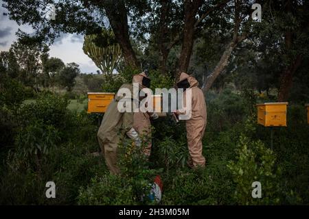 I membri della Community Forest Association (CFA) si preparano a raccogliere il miele ai margini della foresta di Kirisia il 16 agosto 2021, a Samburu, Kenya. B Foto Stock