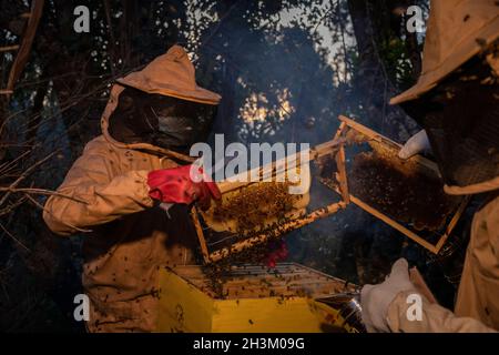 I membri della Community Forest Association (CFA) si preparano a raccogliere il miele ai margini della foresta di Kirisia il 16 agosto 2021, a Samburu, Kenya. R Foto Stock