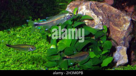 Silvertip tetra, Hasemania nana Foto Stock