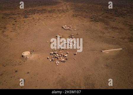 I cammelli sono erediti ad uno dei pochi punti d'acqua che rimangono nella regione colpita dalla siccità del Kenya settentrionale il 19 agosto 2021. Foto Stock