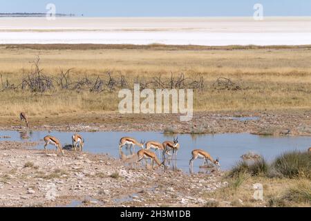 Springboks (Antidorcas marsupialis) in piedi nel waterhole. Parco Nazionale di Etosha, Namibia, Africa Foto Stock