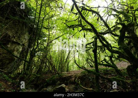 Foresta temperata di Roquefort les Cascades, Ariège, Francia Foto Stock