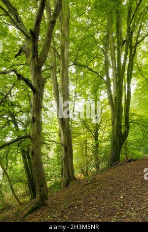 Mendip Lodge Wood sulle pendici settentrionali delle colline Mendip all'inizio dell'autunno, Upper Langford, North Somerset, Inghilterra. Foto Stock