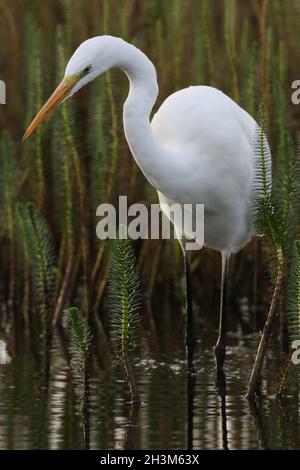 una grande egretta bianca con un disegno di legge giallo che mostra un individuo immaturo o invernale Foto Stock