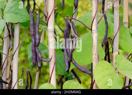 Pianta di fagiolo francese. Phaseolus vulgaris 'Violet podded' arrampicata fagioli francesi che crescono canne in un giardino di cucina. REGNO UNITO Foto Stock