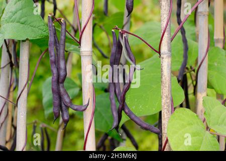 Pianta di fagiolo francese. Phaseolus vulgaris 'Violet podded' arrampicata fagioli francesi che crescono canne in un giardino di cucina. REGNO UNITO Foto Stock