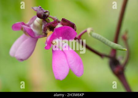 Fiori di fagiolo francese. Fiori e pod in sviluppo di Phaseolus vulgaris 'violet podded' che si arrampicano fagiolo francese in un giardino di cucina del Regno Unito. Foto Stock