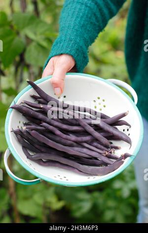 Fagioli francesi viola. Donna che raccoglie Phaseolus vulgaris 'violet podded' che sale fagioli francesi nella sua toppa vegetale. REGNO UNITO Foto Stock