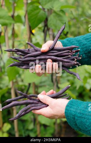 Fagioli francesi viola. Donna che raccoglie Phaseolus vulgaris 'violet podded' che sale fagioli francesi nella sua toppa vegetale. REGNO UNITO Foto Stock