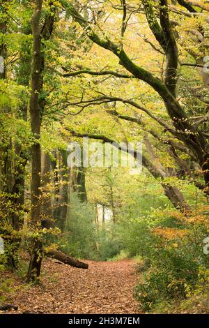 Un percorso di bridlepath attraverso faggi comuni che mostrano il loro colore autunnale nel Mendip Lodge Wood a Dolebury Warren nel Mendip Hills National Landscape, Somerset, Inghilterra. Foto Stock