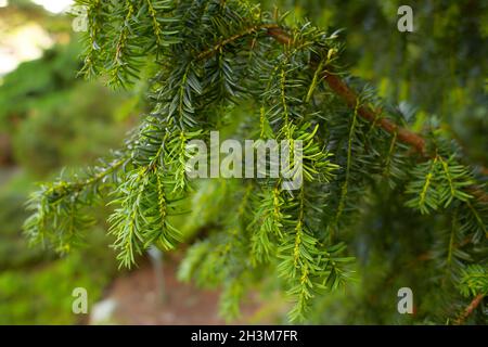 Canadiano ramificazioni e foglie in un primo piano. L'emlock orientale anche conosciuto come hemlock-abete orientale, Tsuga canadensis, mostrando la crescita dell'ago nuovo. Foto Stock