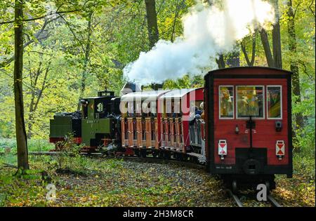 Cottbus, Germania. 29 ottobre 2021. La locomotiva a vapore 'Graf Arnim' del parco ferroviario Cottbus con un calibro di 600 millimetri attraversa il paesaggio autunnale vicino al parco Fürst Pückler a Branitz. Lo stesso giorno, la locomotiva a vapore del 1895 torna ufficialmente sulla pista a scartamento ridotto lunga 3.2 chilometri per la prima volta dopo il suo restauro. La ferrovia del parco di Cottbus è stata fondata nel 1954. Credit: Patrick Pleul/dpa-Zentralbild/ZB/dpa/Alamy Live News Foto Stock