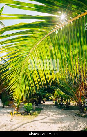 Bella scena tropicale con la foglia di palma, Maldive Foto Stock